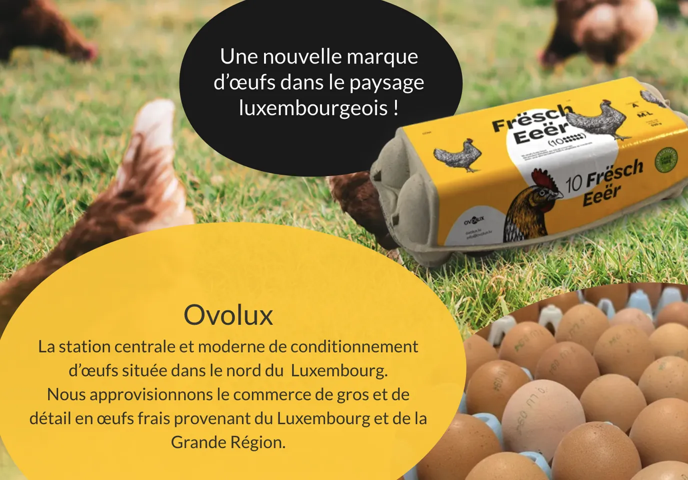 Image du site internet Ovolux