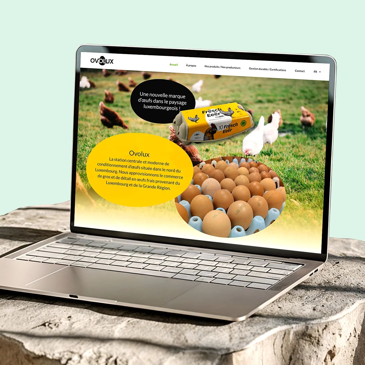 Image du site internet Ovolux